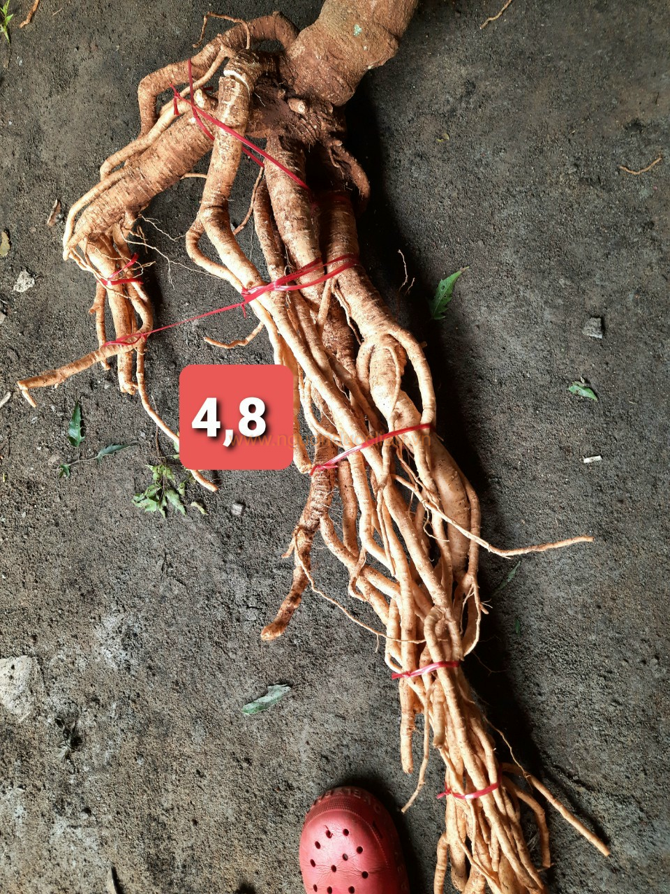 Củ rễ đinh lăng nếp lá nhỏ tây nguyên
