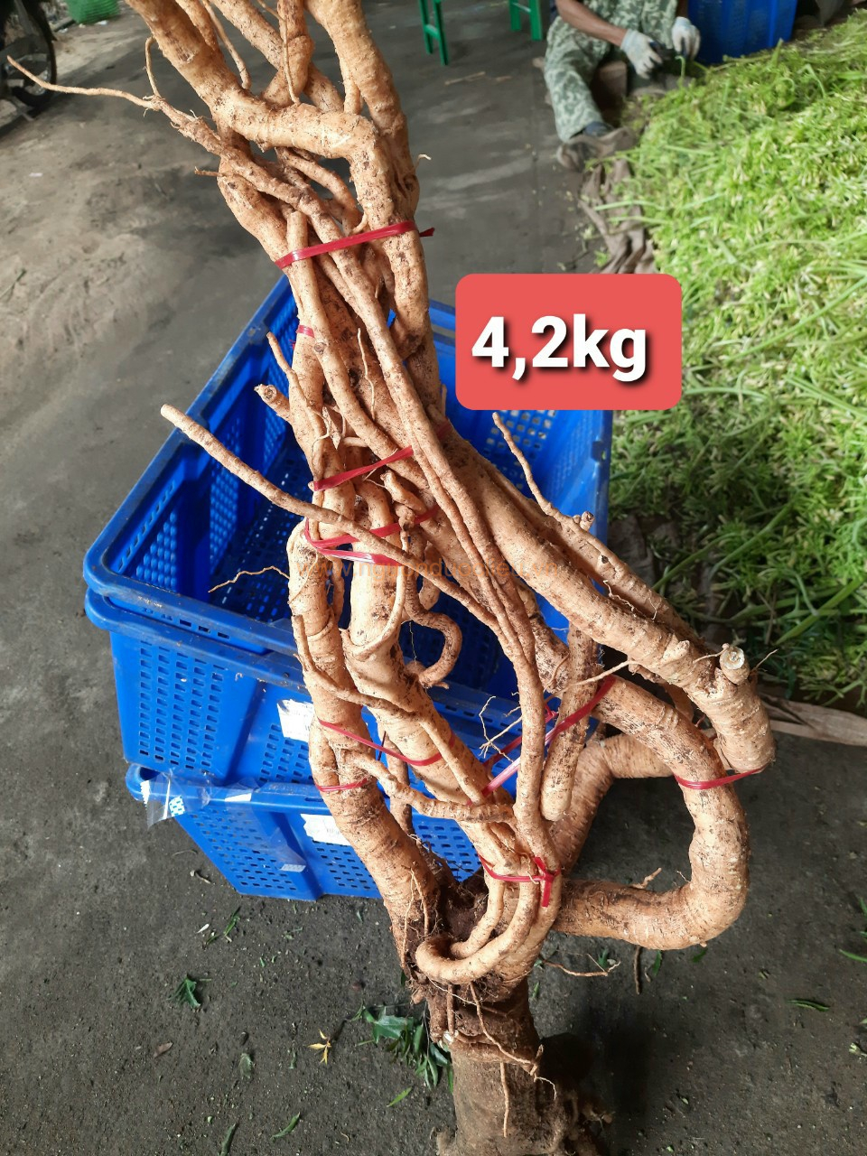 Củ rễ đinh lăng nếp lá nhỏ tây nguyên