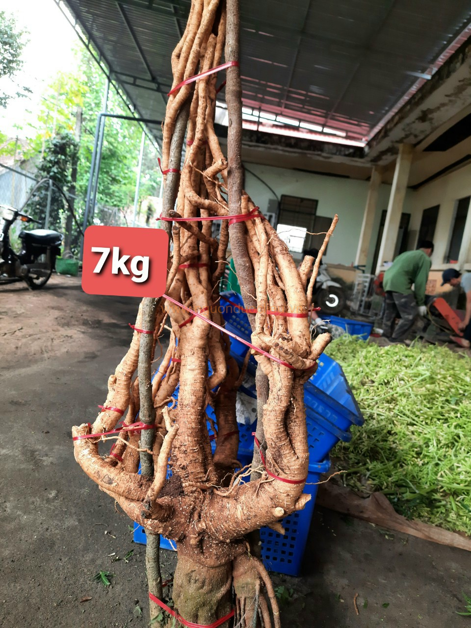 Củ rễ đinh lăng nếp lá nhỏ tây nguyên