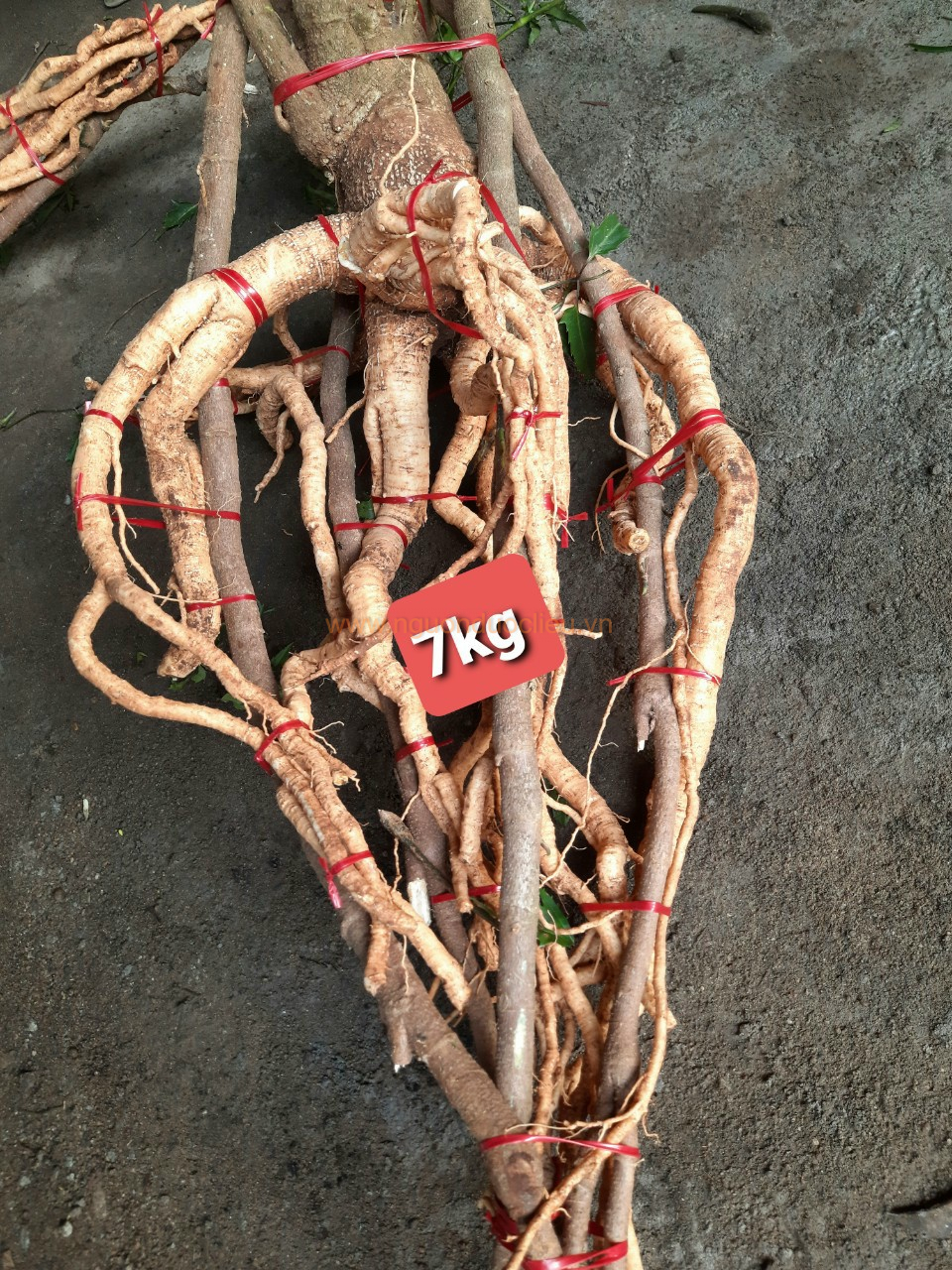 Củ rễ đinh lăng nếp lá nhỏ tây nguyên