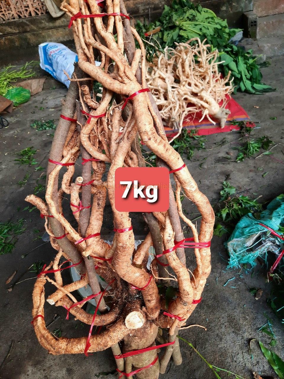Củ rễ đinh lăng nếp lá nhỏ tây nguyên