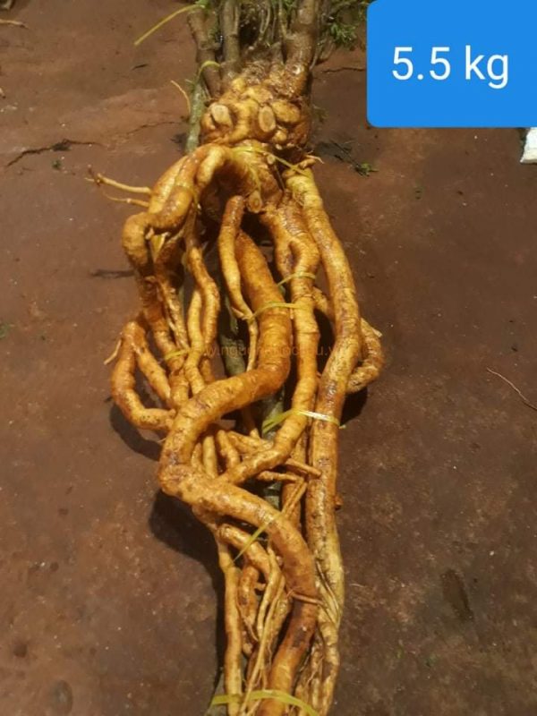 Củ rễ đinh lăng nếp lá nhỏ tây nguyên