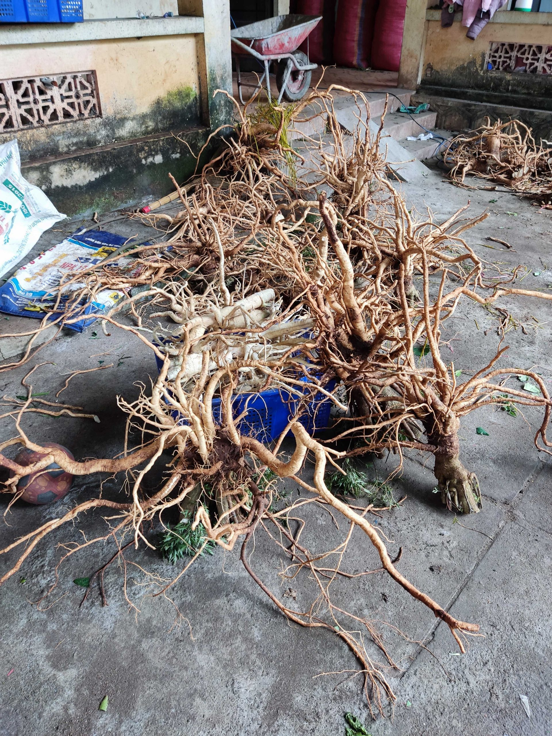 Củ rễ đinh lăng nếp lá nhỏ 06/12/2021