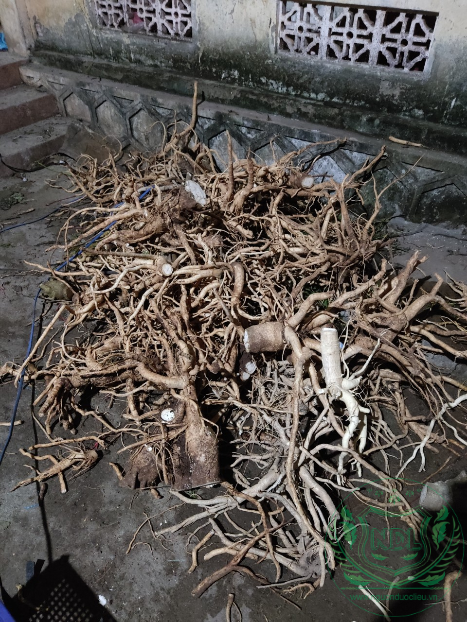 Cách rửa củ đinh lăng nếp lá nhỏ bằng vòi nước có áp.