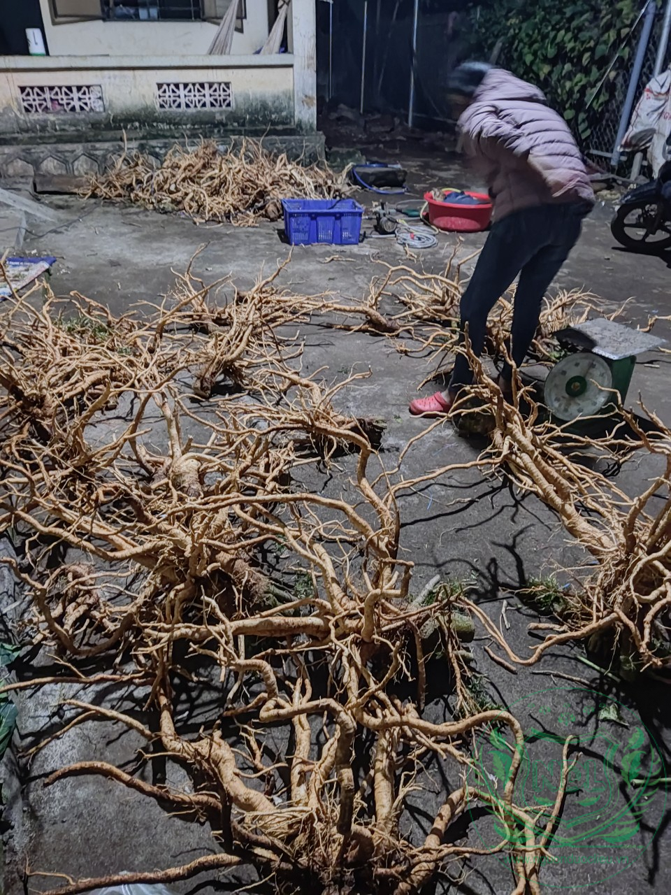 Củ đinh lăng nếp lá nhỏ tây nguyên