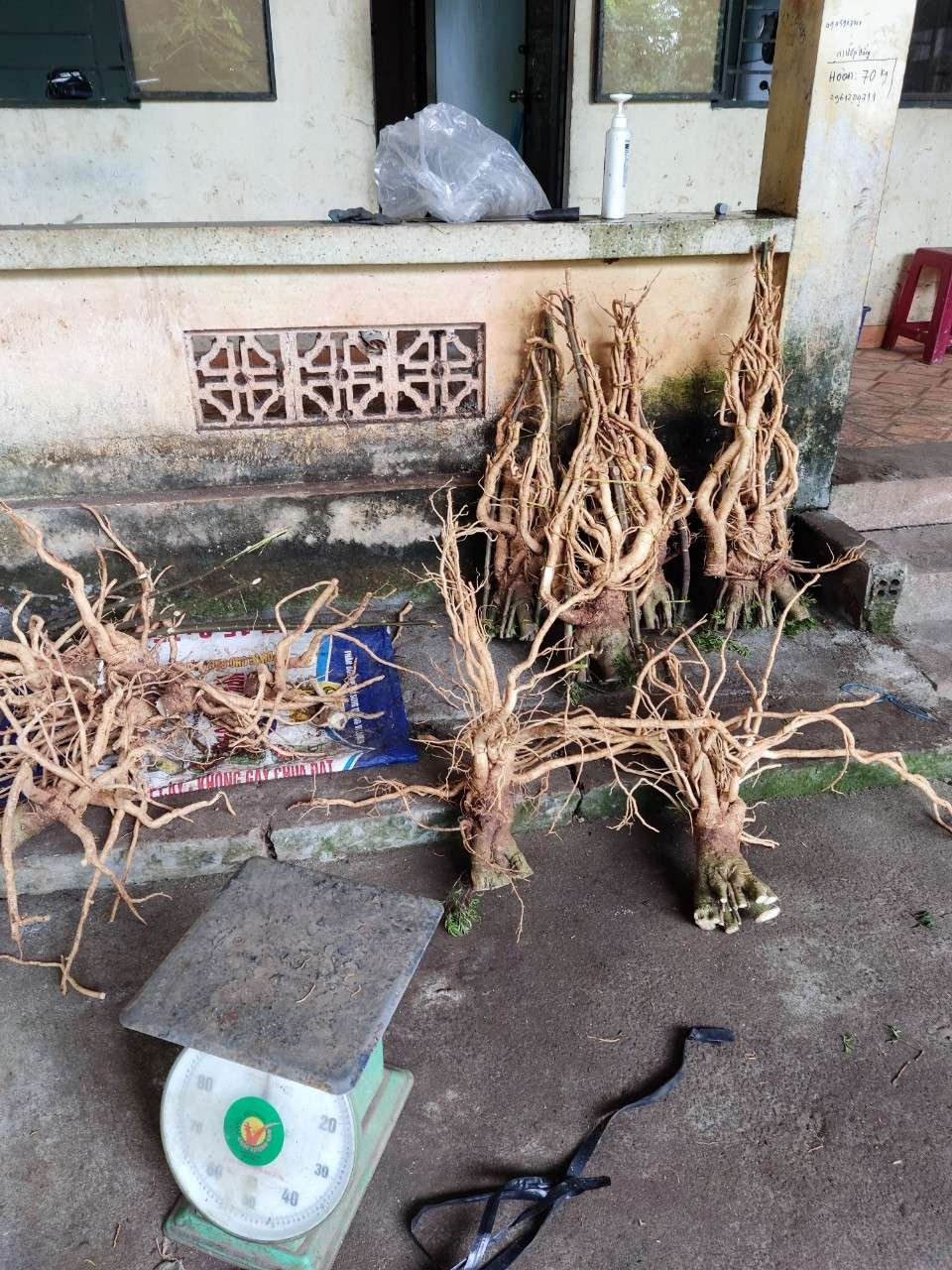 Củ đinh lăng nếp lá nhỏ tây nguyên