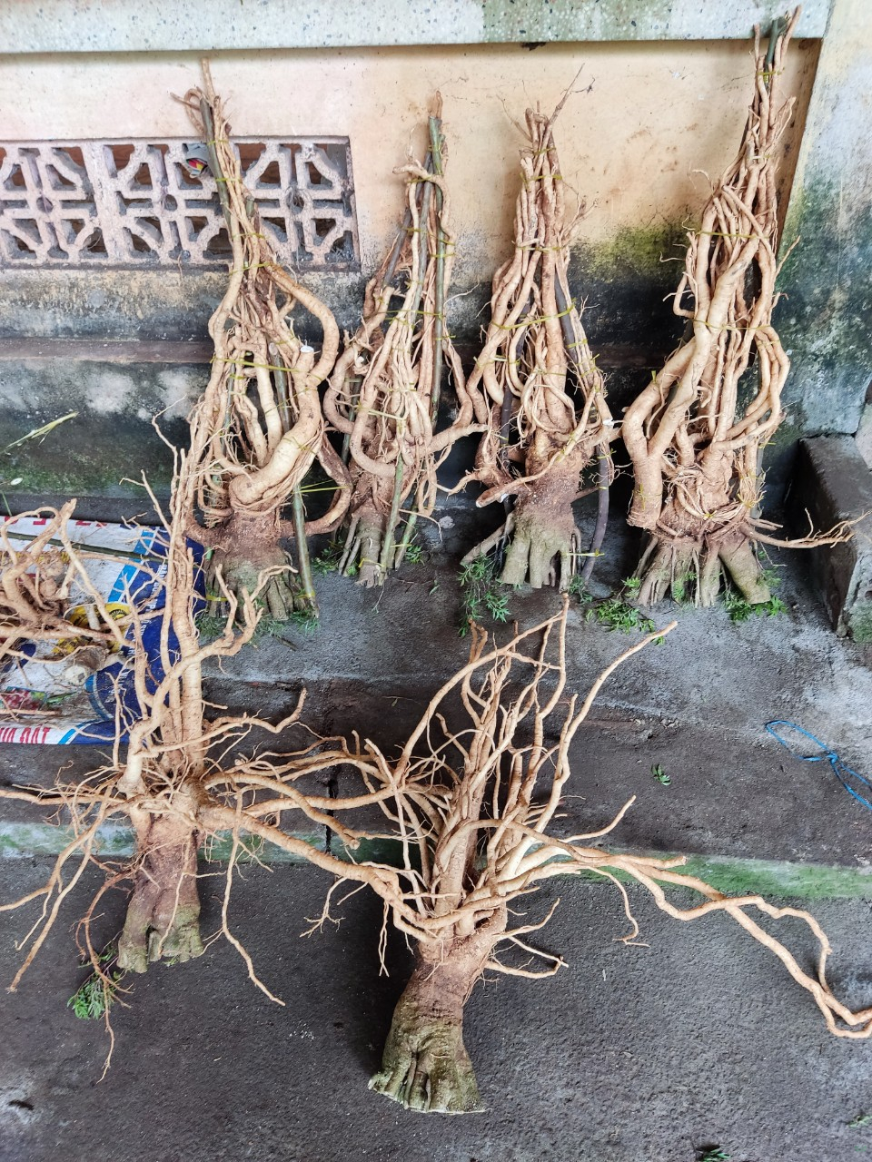 Củ đinh lăng nếp lá nhỏ tây nguyên