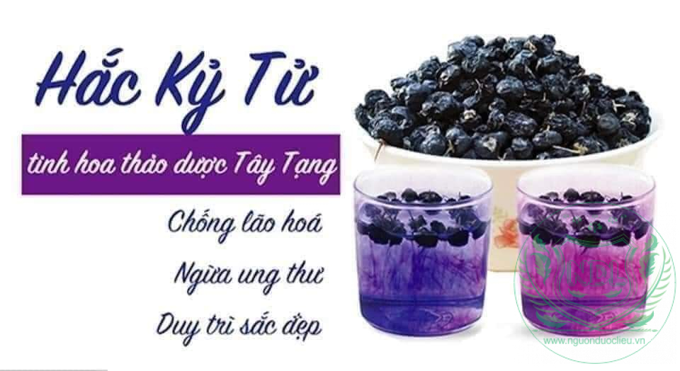 Hắc kỷ tử (kỷ tử đen) - Ảnh 5