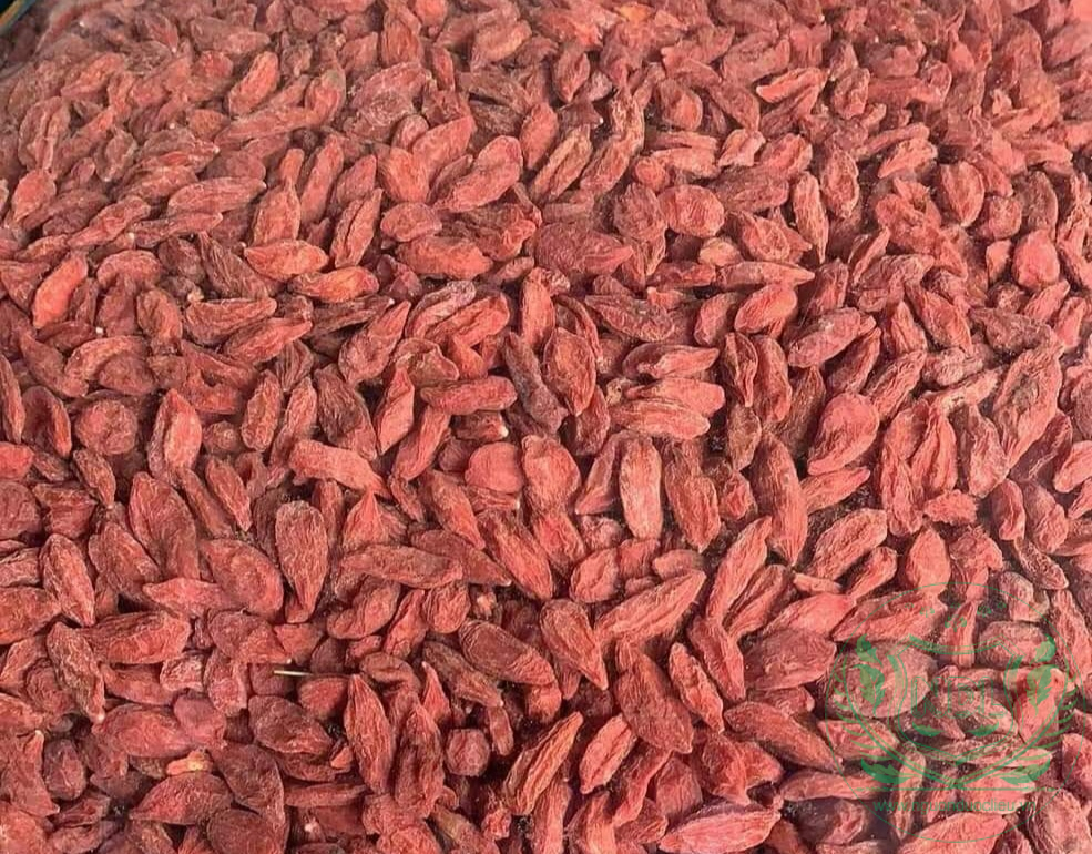 Câu kỷ tử (kỷ tử đỏ) - Ảnh 3