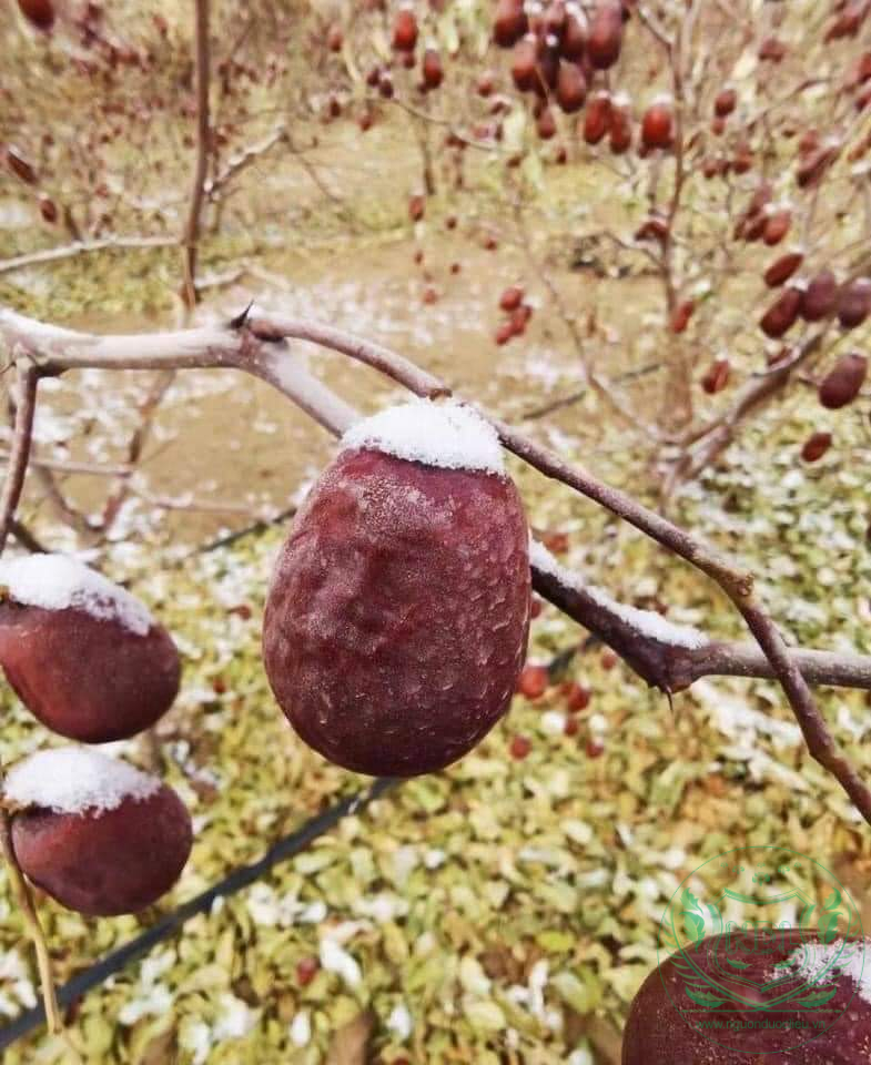 Táo đỏ tân cương khô cao cấp nguonduoclieu