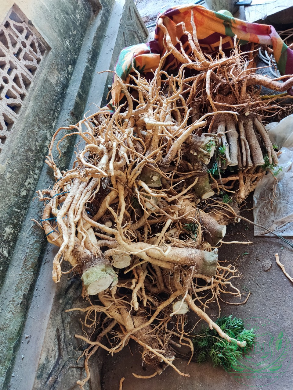 Củ đinh lăng nếp lá nhỏ tây nguyên