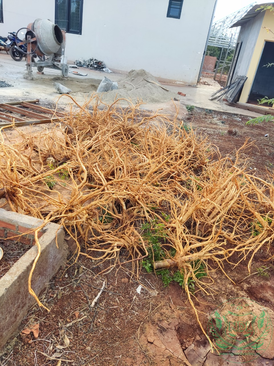 Củ đinh lăng nếp lá nhỏ tây nguyên