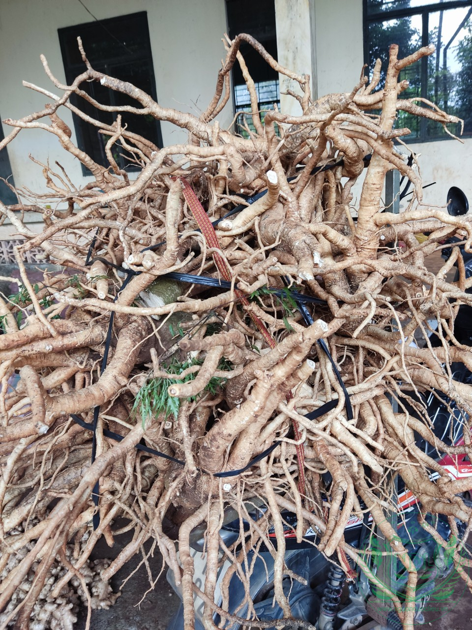Củ đinh lăng nếp lá nhỏ tây nguyên