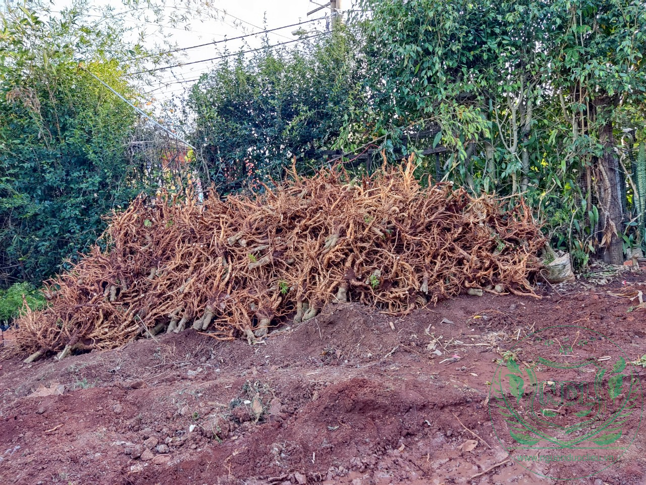 Củ đinh lăng nếp lá nhỏ tây nguyên