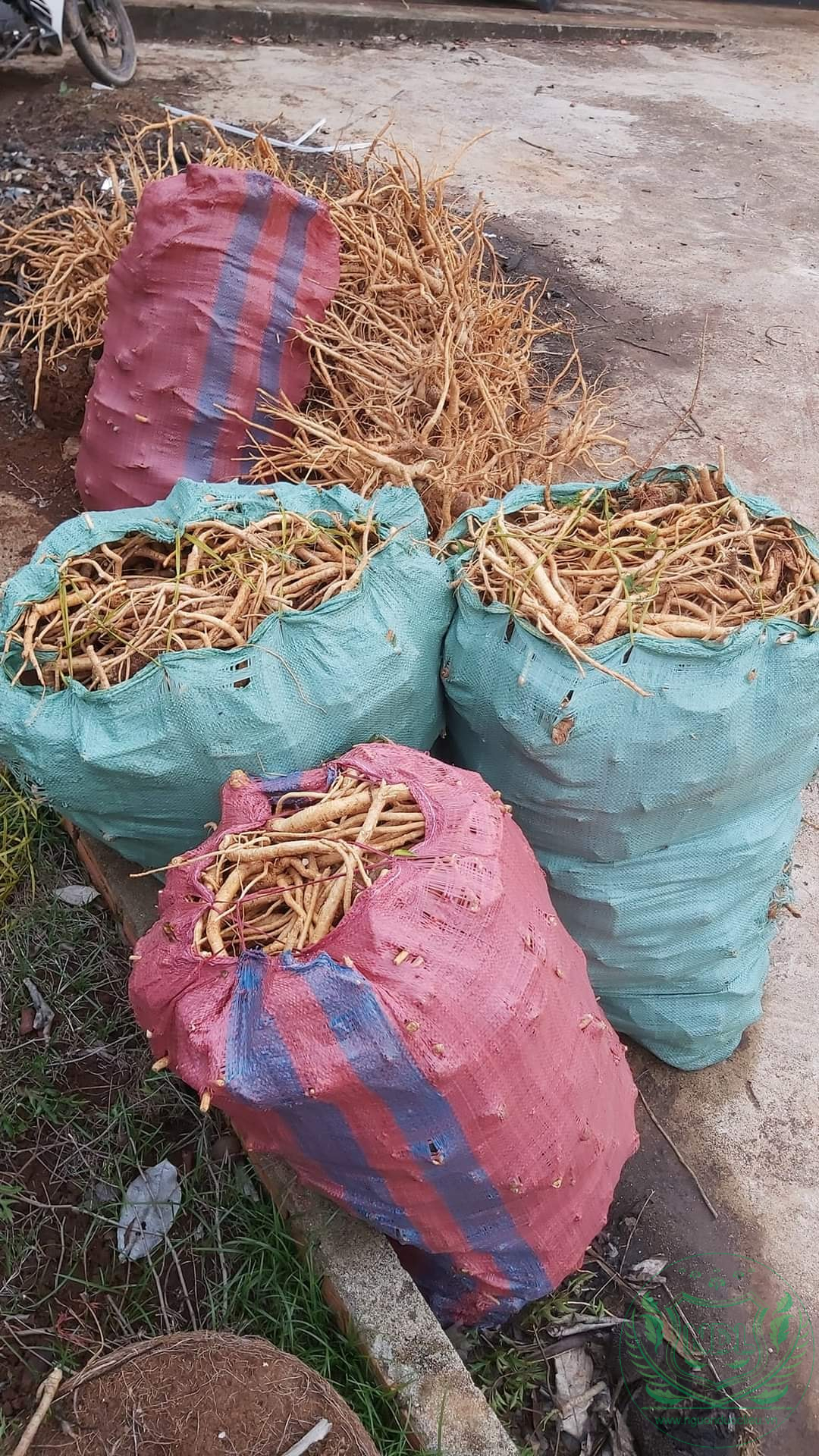 Củ đinh lăng nếp lá nhỏ tây nguyên