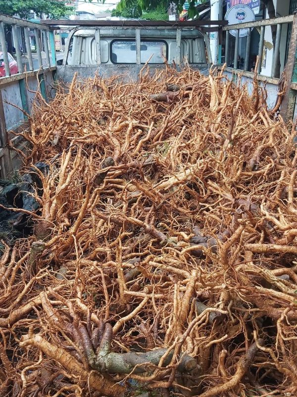 xuat cu dinh lang nep la nho nguonduoclieu 3 Củ đinh lăng nếp lá nhỏ tây nguyên
