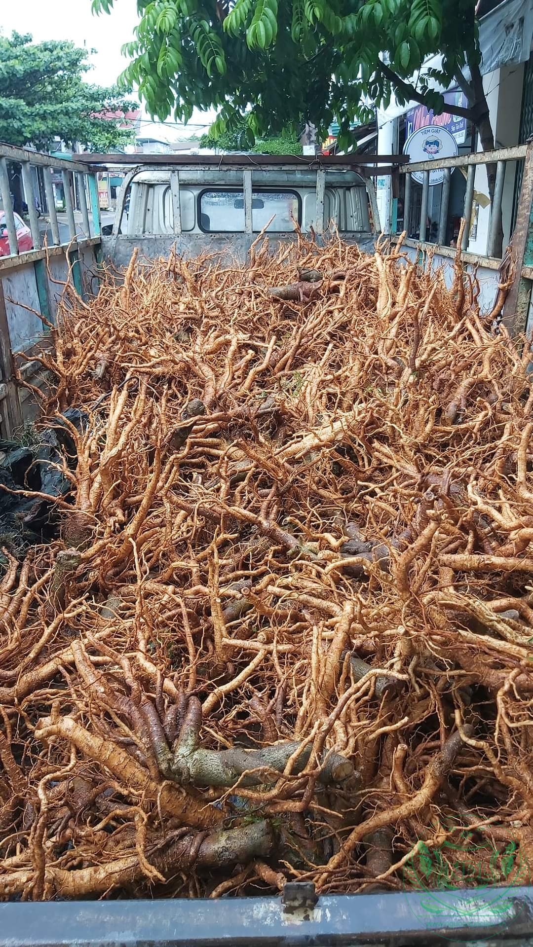Củ đinh lăng nếp lá nhỏ tây nguyên