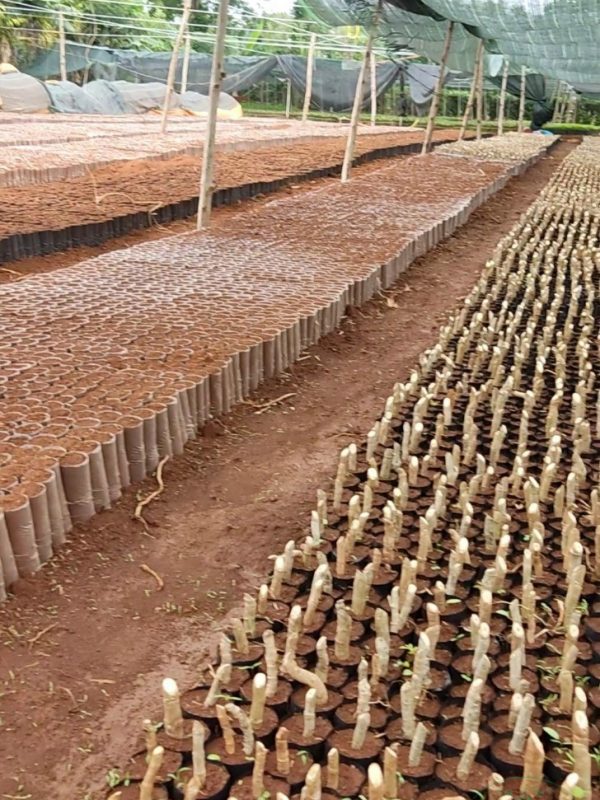 Xuống giống ươm cây đinh lăng nếp lá nhỏ