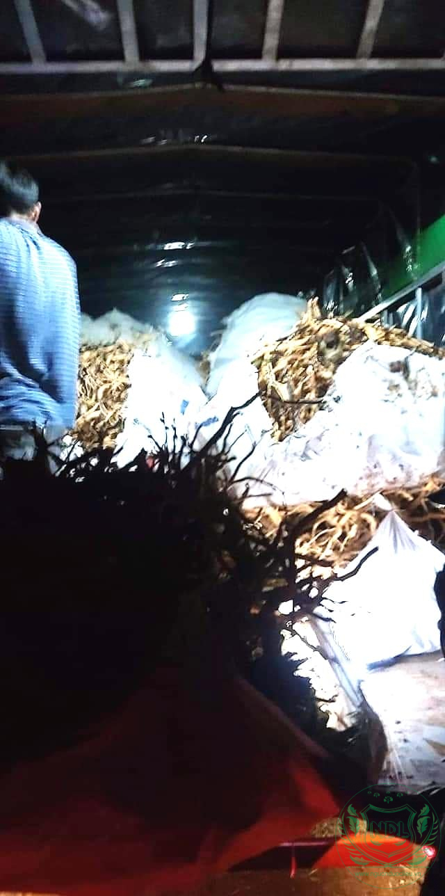 Củ Đinh Lăng - Ảnh 13