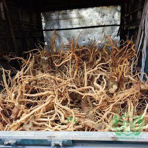 xuat 800kg cu dinh lang nep nguonduoclieu 2