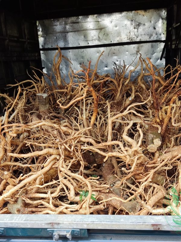 xuat 800kg cu dinh lang nep nguonduoclieu 2 xuat 800kg cu dinh lang nep nguonduoclieu 2