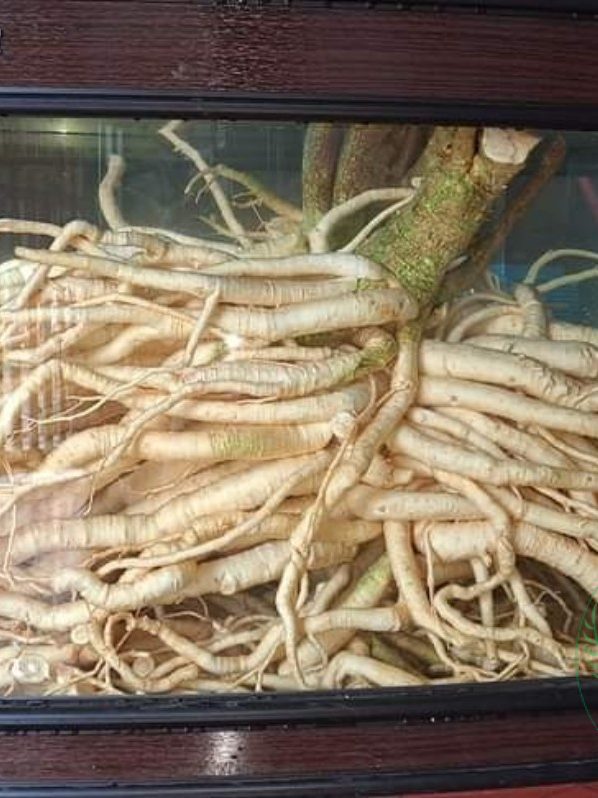 Bể củ đinh lăng nếp 150 lít cong