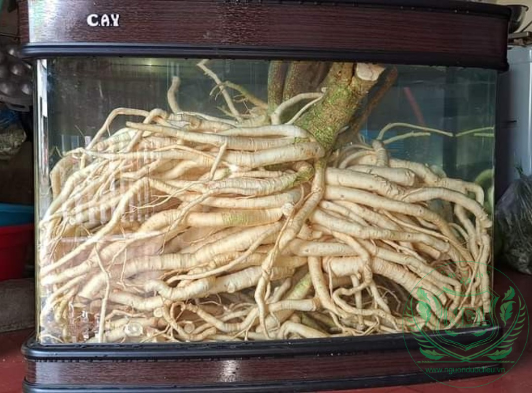 Bể củ đinh lăng nếp 150 lít cong