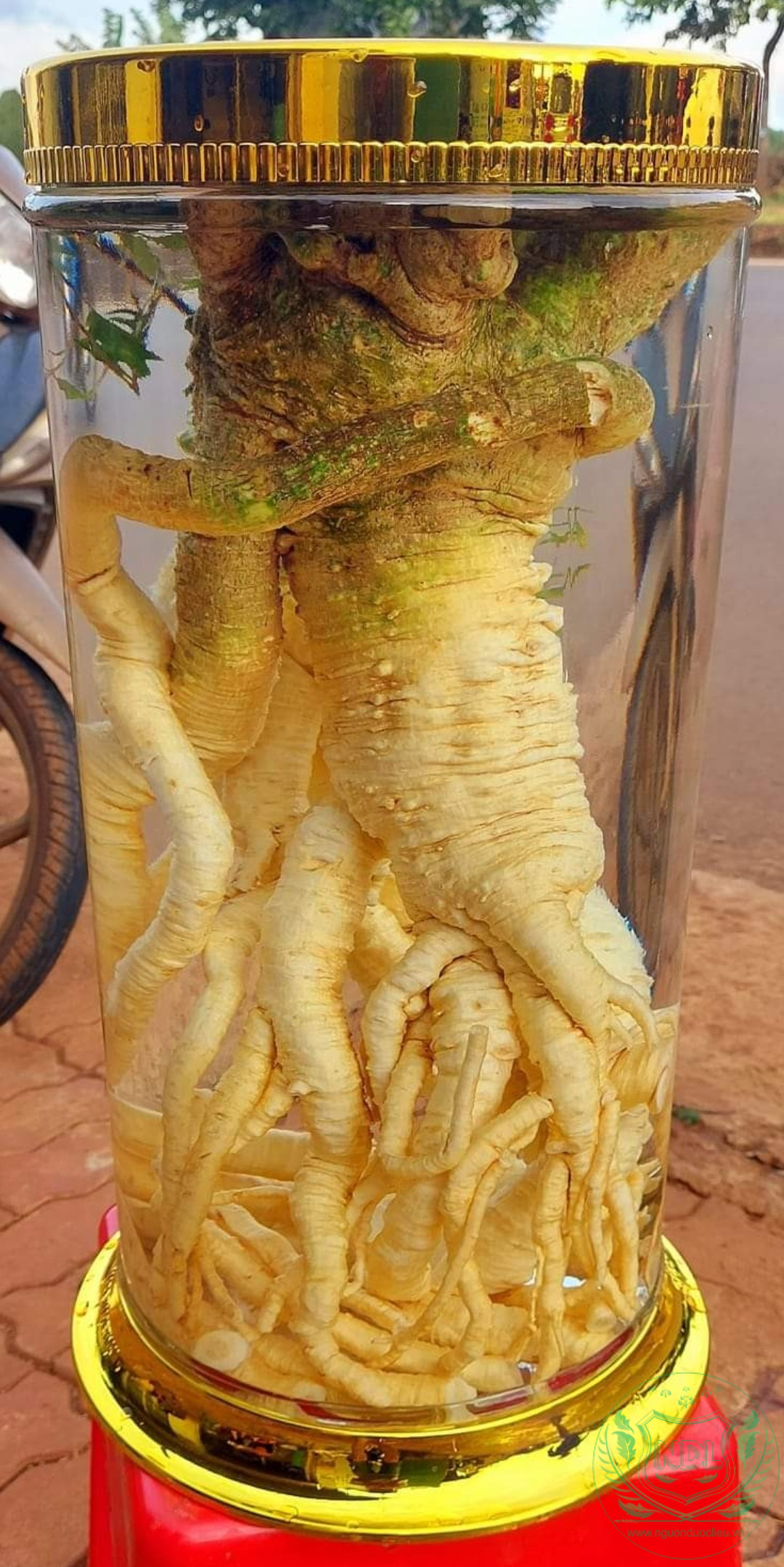 Bình đinh lăng nếp lá nhỏ 25.8 lít hàn