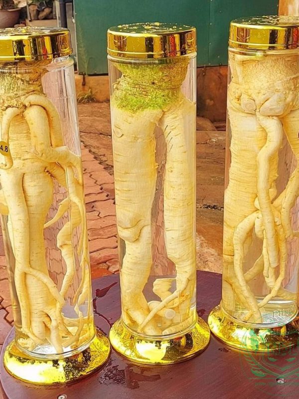 Bình củ đinh lăng nếp lá nhỏ 4.8 lít phú hòa