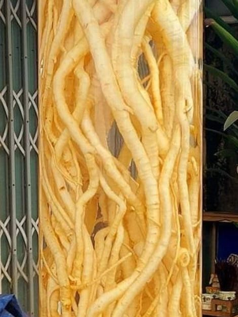 Bình củ đinh lăng nếp lá nhỏ 25 lít hàn