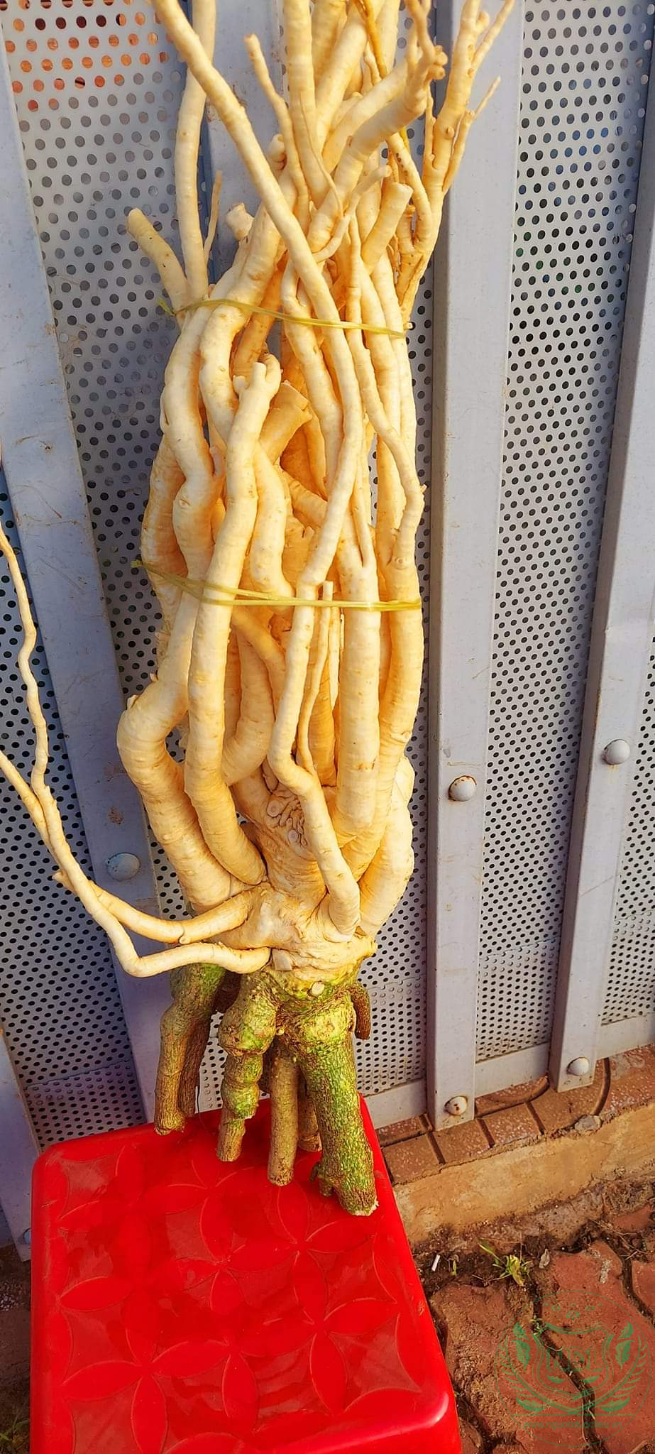 Làm phô cho bình 20 lít hàn củ đinh lăng nếp lá nhỏ