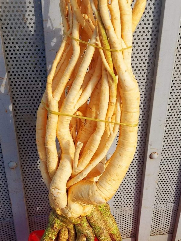 làm phôi bình 16 lít hàn củ đinh lăng nếp lá nhỏ