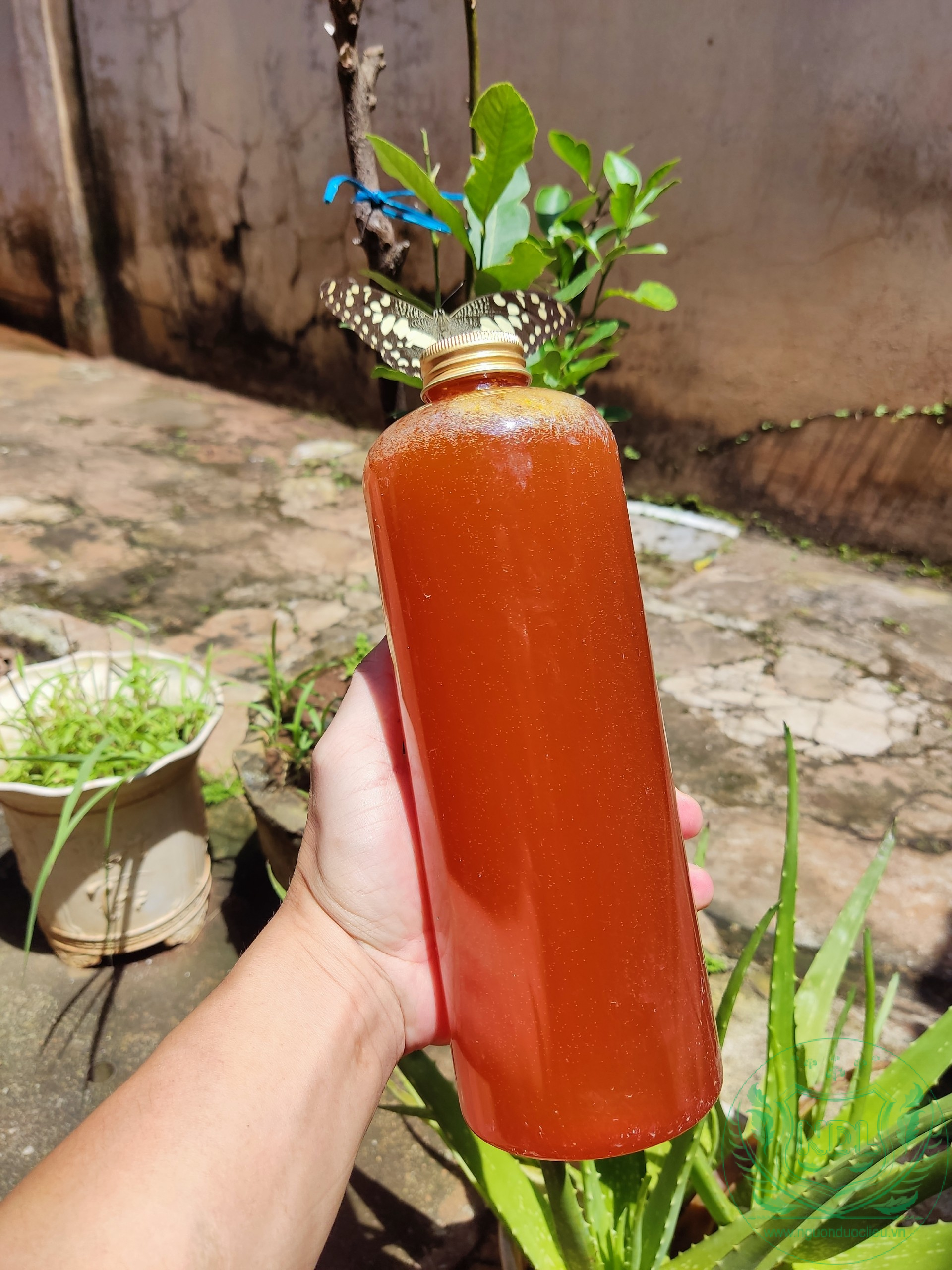 Đóng chai mật ong rừng nguyên chất nguonduoclieu