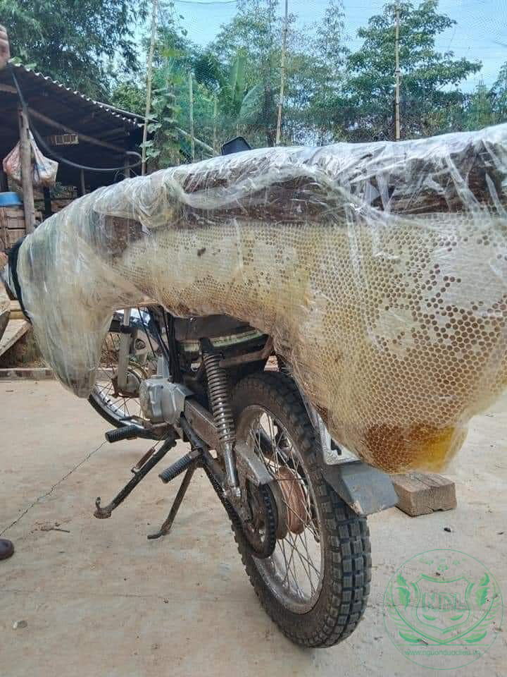 mật ong rừng nguyên chất nguonduoclieu