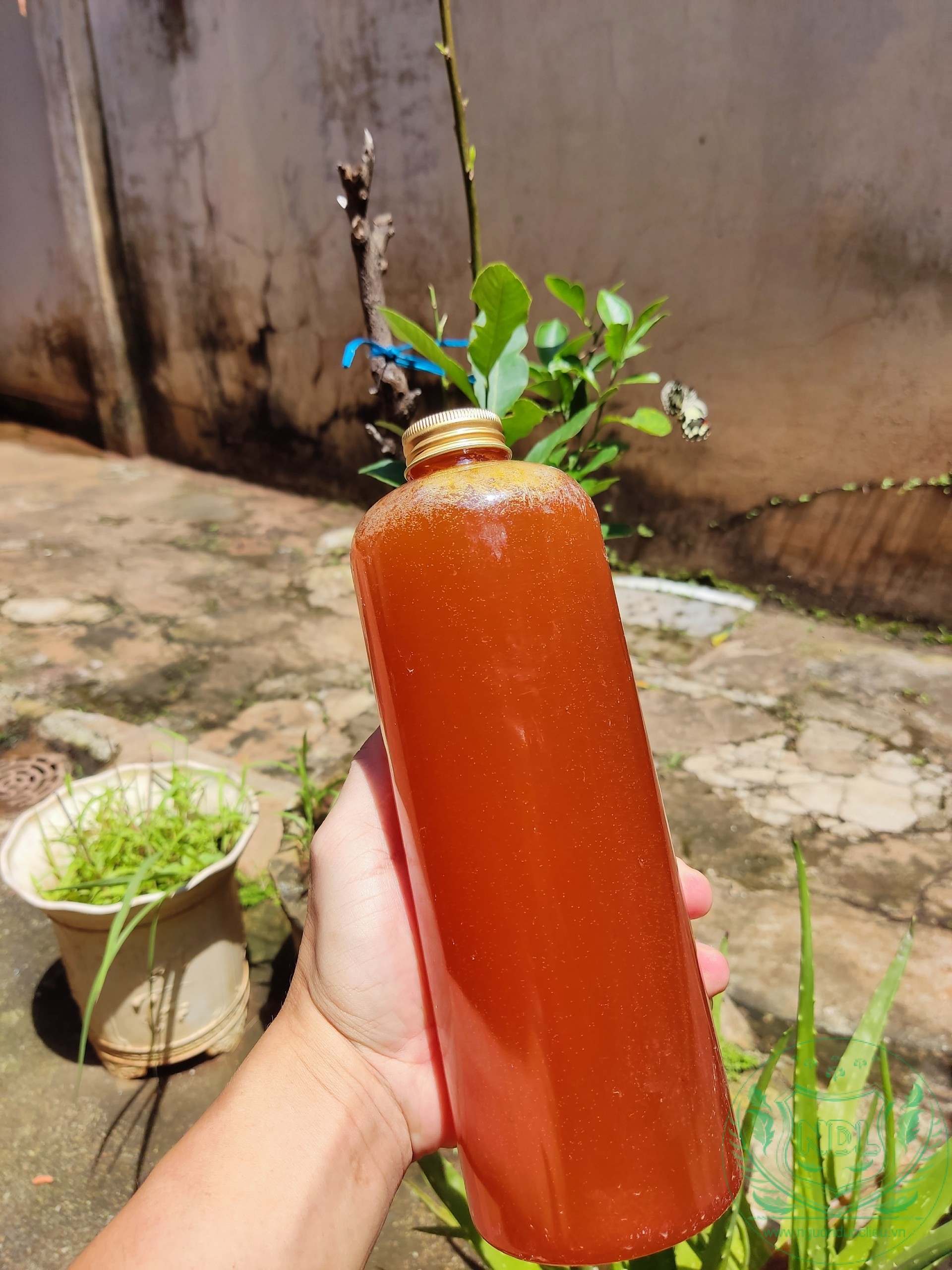 Đóng chai mật ong rừng nguyên chất nguonduoclieu