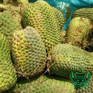 Dứa rừng Tây Nguyên