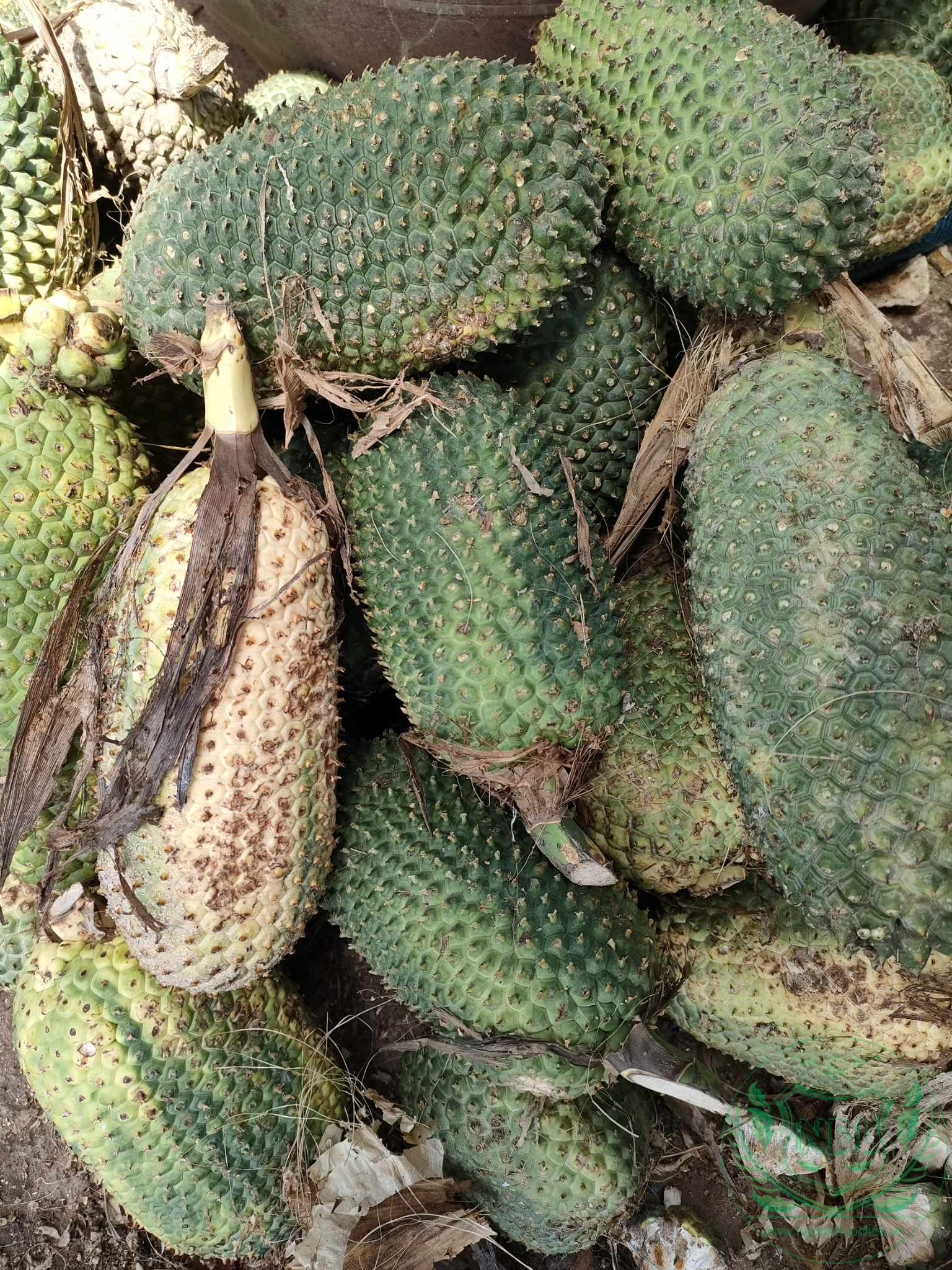 Dứa rừng (dứa dại) - Ảnh 2