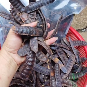 Bồ kết Tây Nguyên
