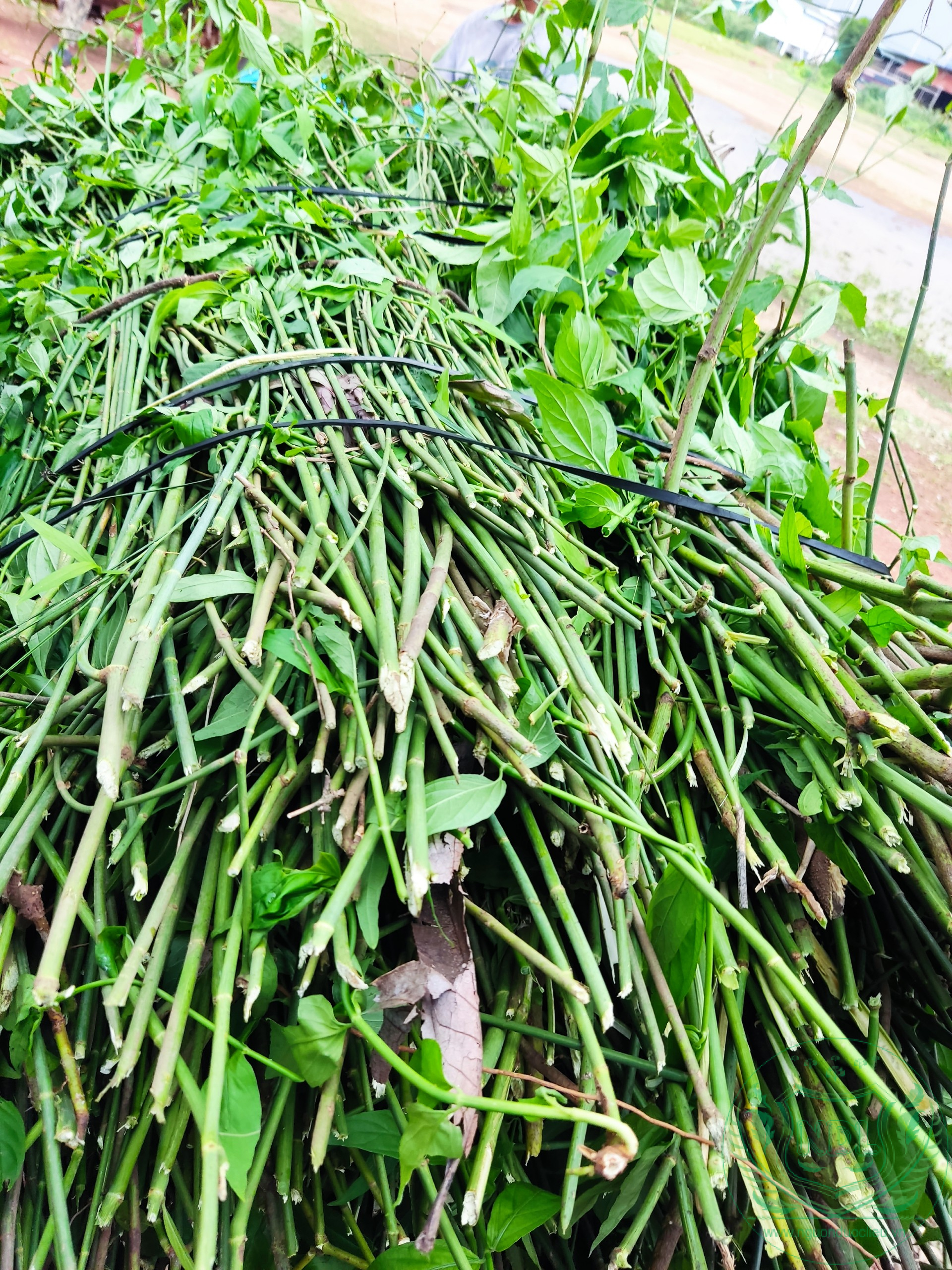 Cây xương khỉ
