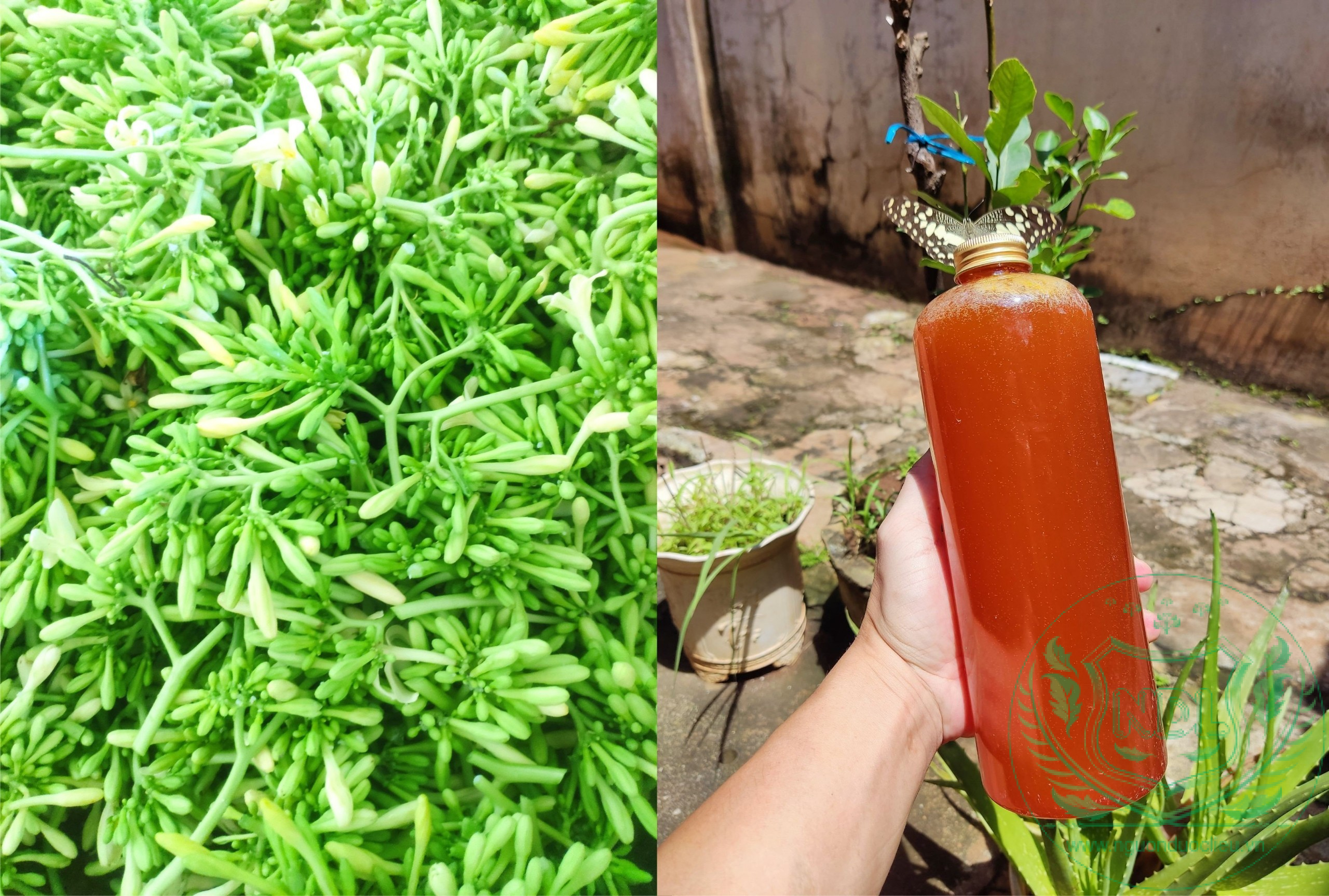 Lưu ý khi ngâm và sử dụng hoa đu đủ đực ngâm mật ong