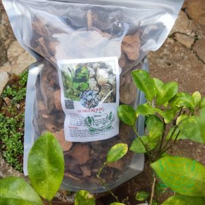Hà thủ ô đỏ rừng khô nguồn dược liệu