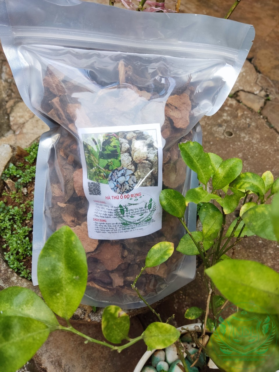 Hà thủ ô đỏ rừng khô nguồn dược liệu