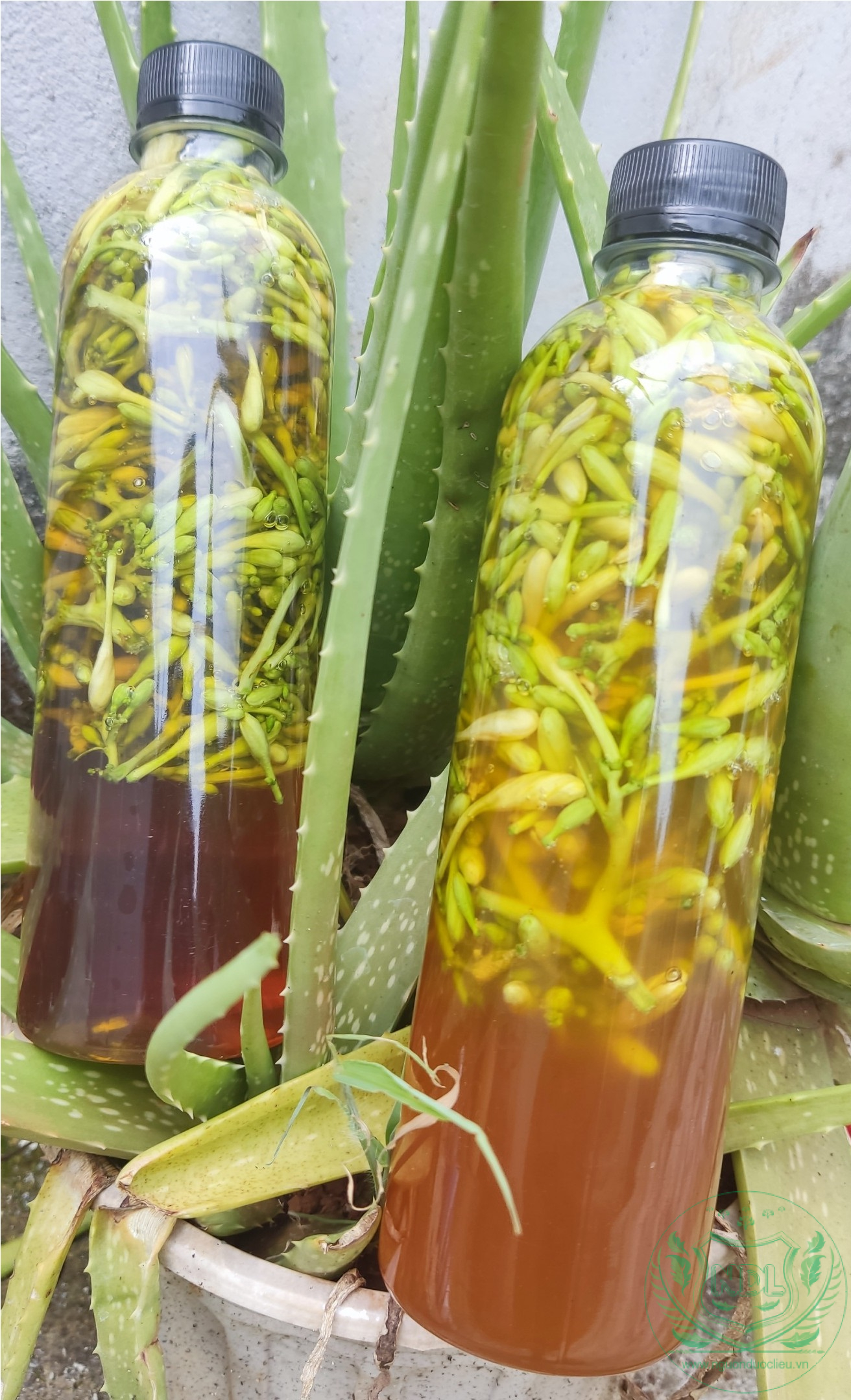 Hoa đu đủ đực ngâm mật ong nguyên chất Tây Nguyên