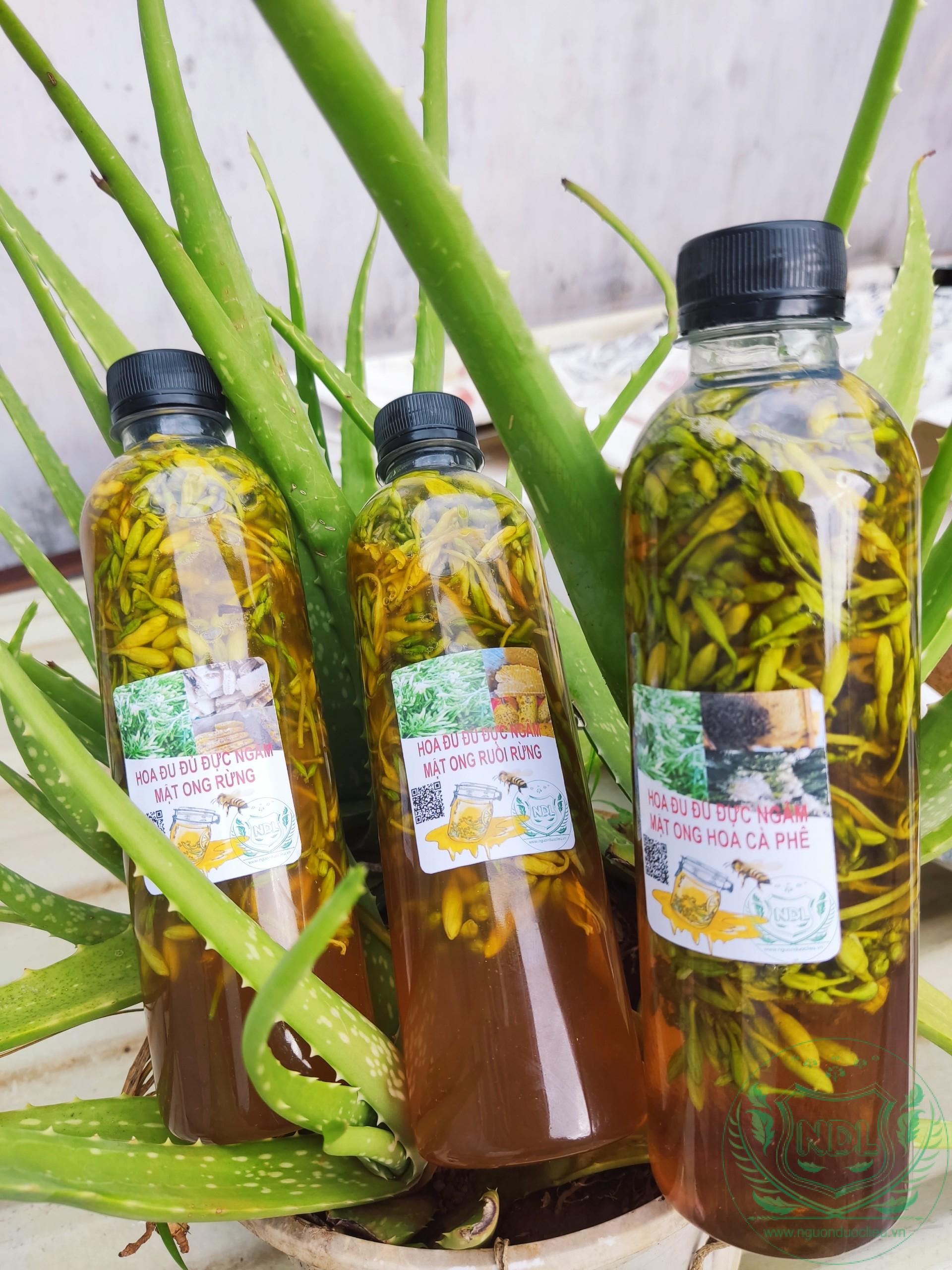 Hoa đu đủ đực ngâm mật ong nguyên chất Tây Nguyên