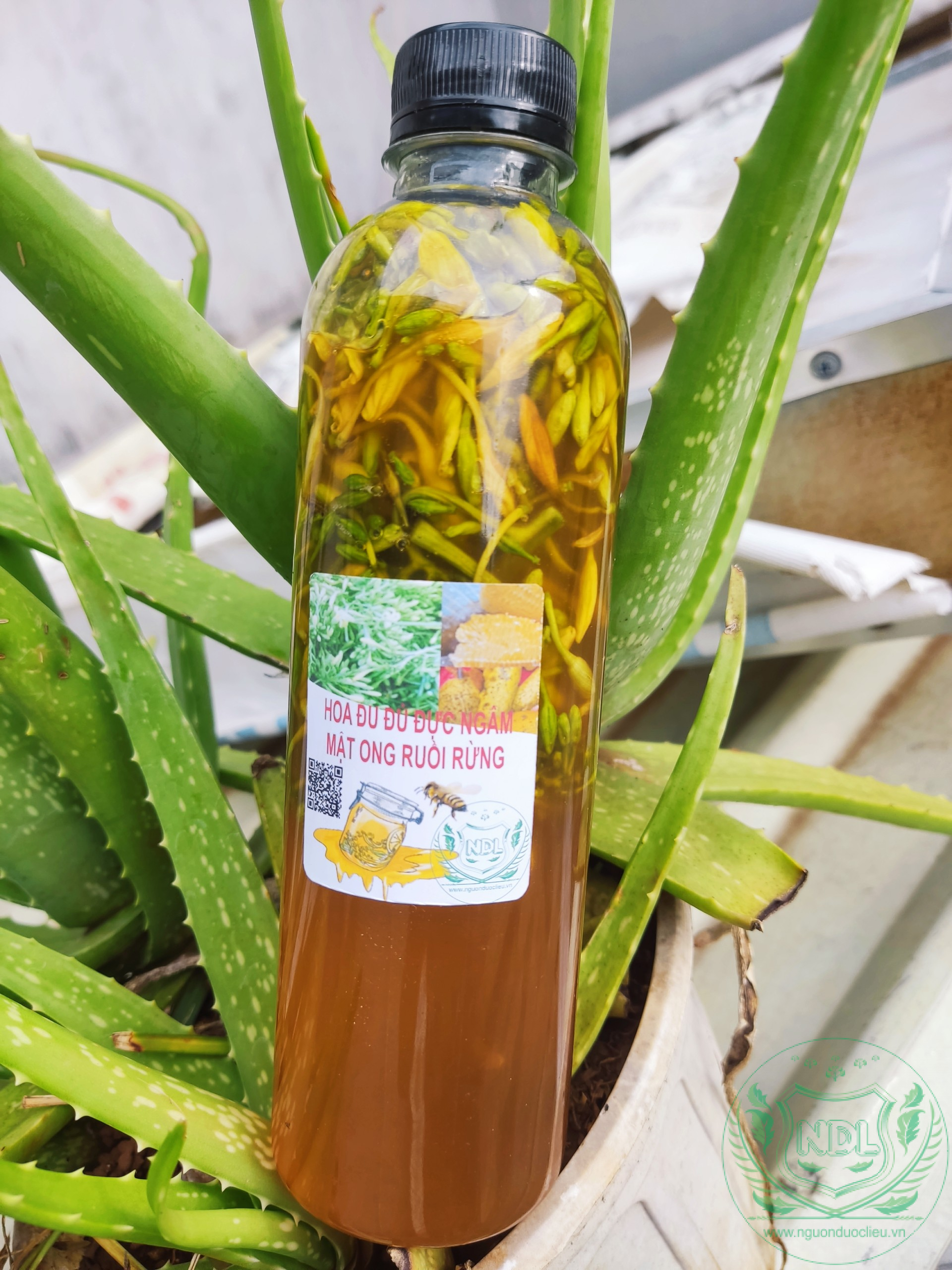 Hoa đu đủ đực tươi ngâm mật ong ruồi vàng rừng tây nguyên