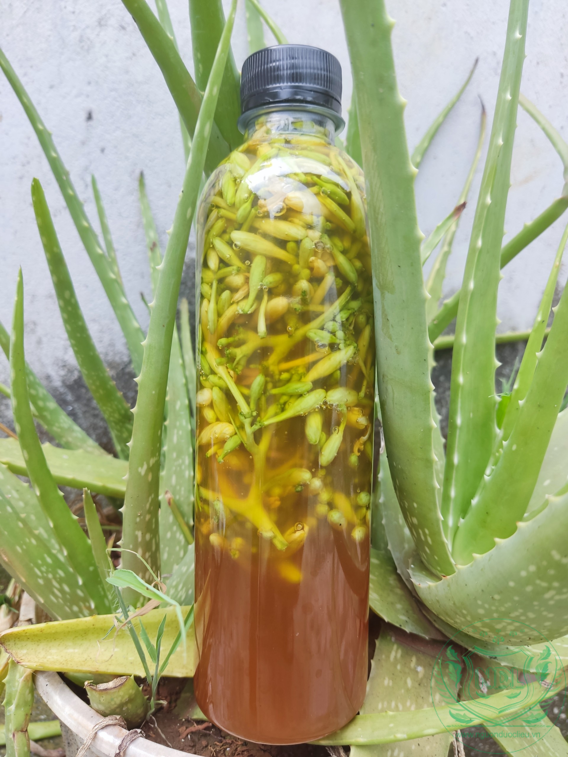 Hoa đu đủ ngâm mật ong ruồi rừng