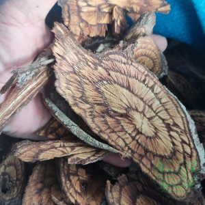 Gắm đỏ rừng Tây Nguyên khô