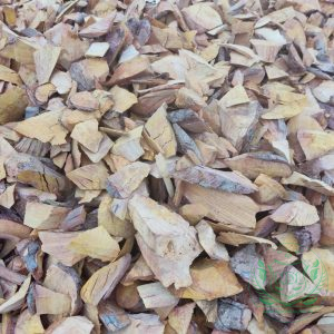 Rễ cây nhàu rừng Tây Nguyên khô