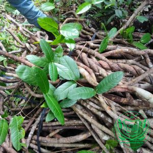 Cây tơm trơng (Ama Kông) rừng tây nguyên