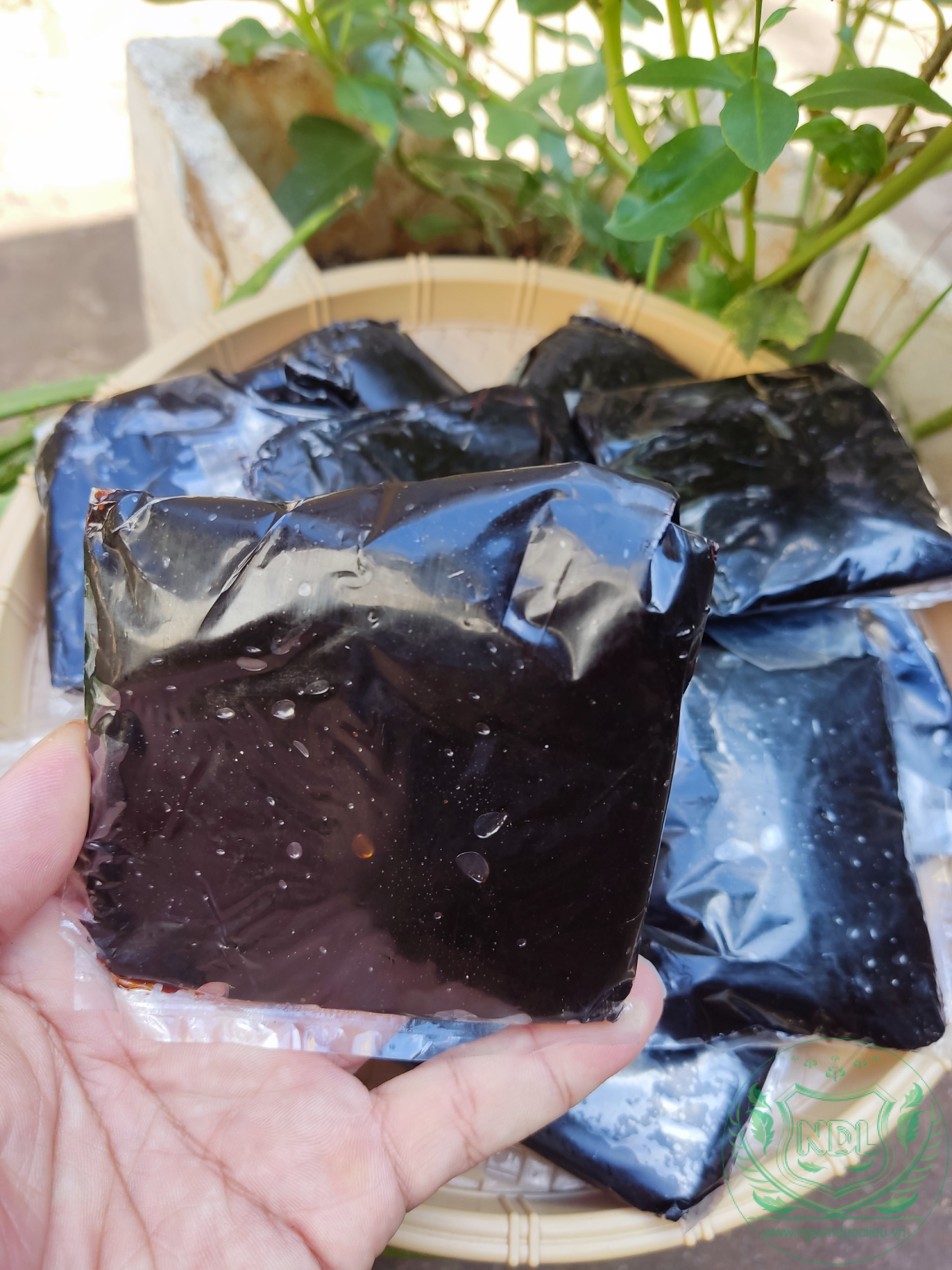 Cao gắm đỏ rừng đặc trị guot